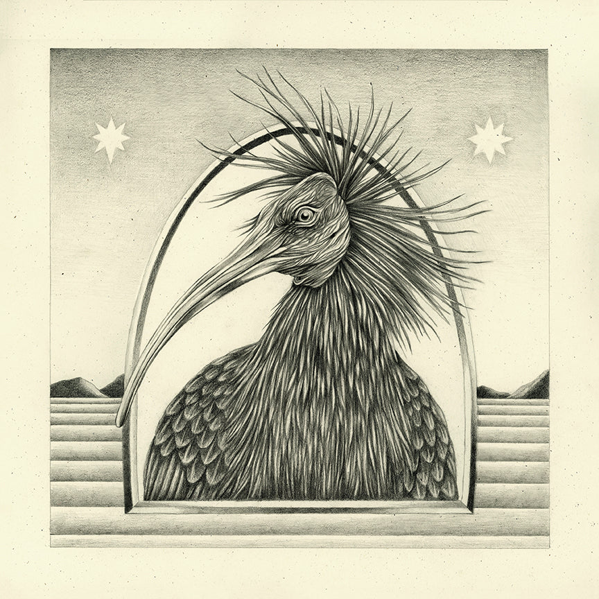 Lauren Gonsalves - Geronticus Eremita - Northern Bald Ibis