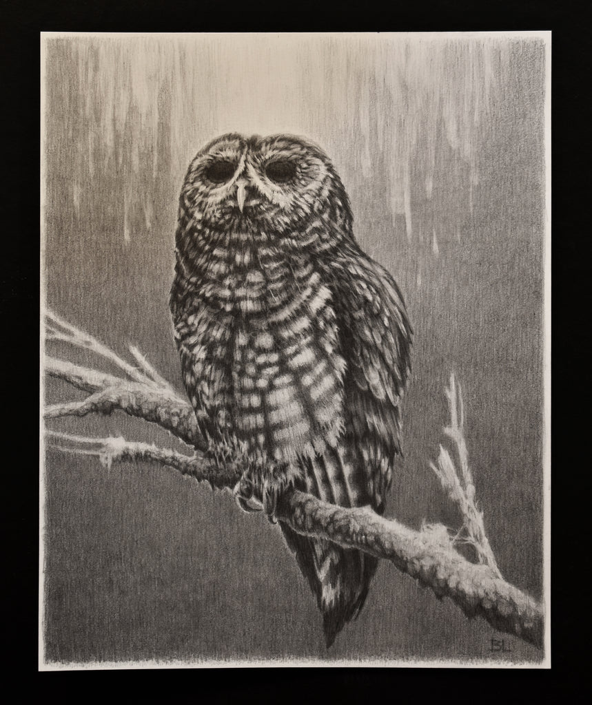 Brin Levinson - Northern Spotted Owl