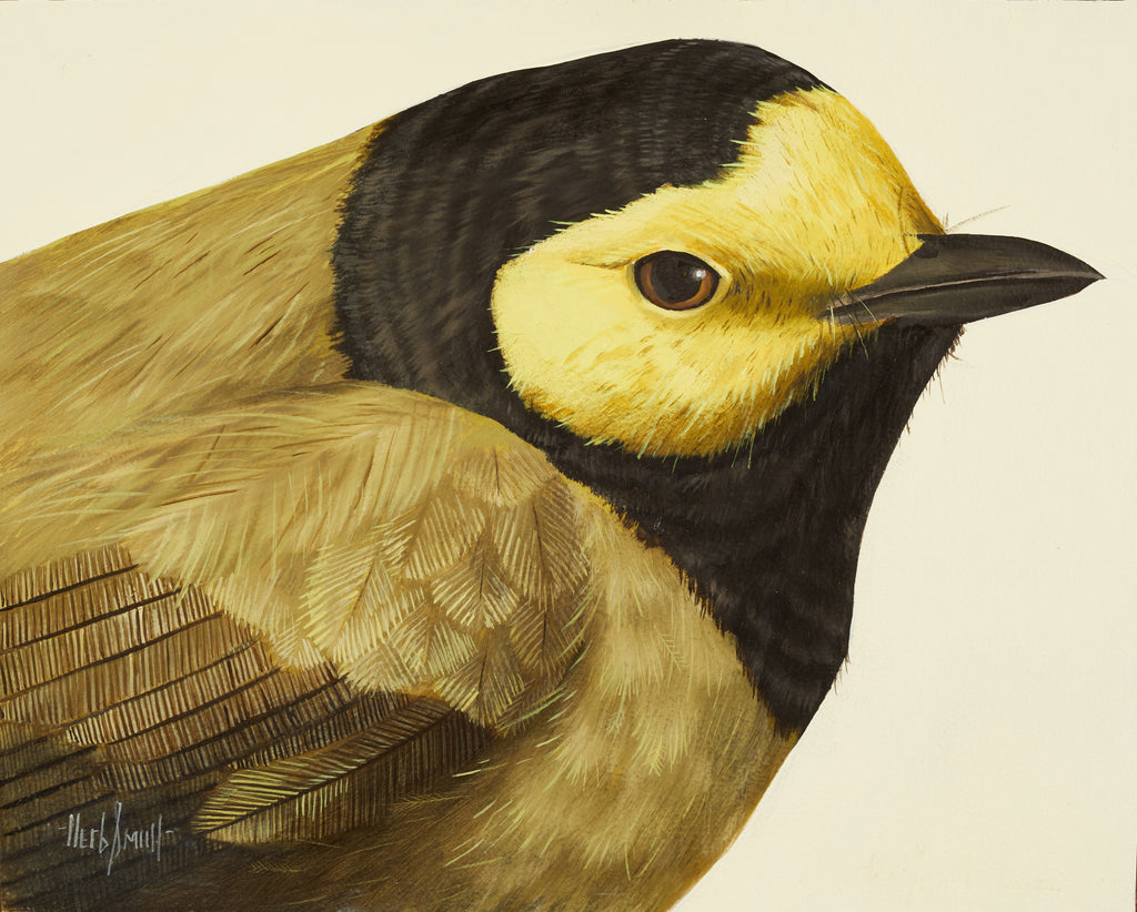 Herb Smith - Hooded Warbler