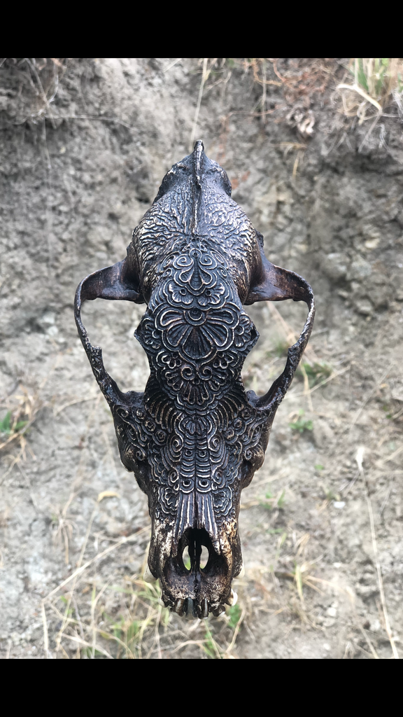 Jason Borders - Large Coyote Skull